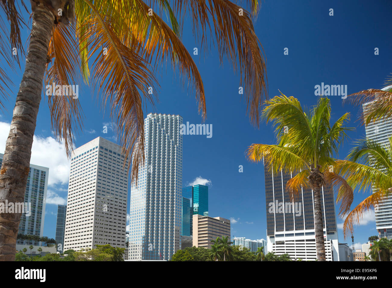 Palmiers BAYFRONT PARK CENTRE-VILLE MIAMI FLORIDA USA Banque D'Images