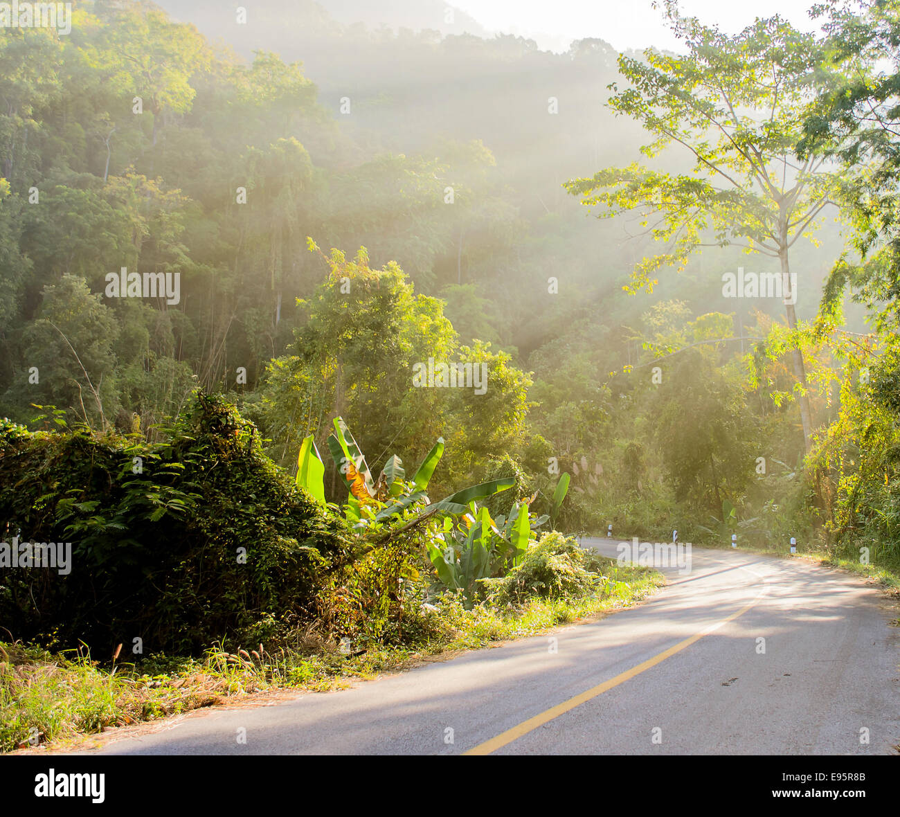 La forêt et la route avec Sunbeam dans la matinée. Banque D'Images