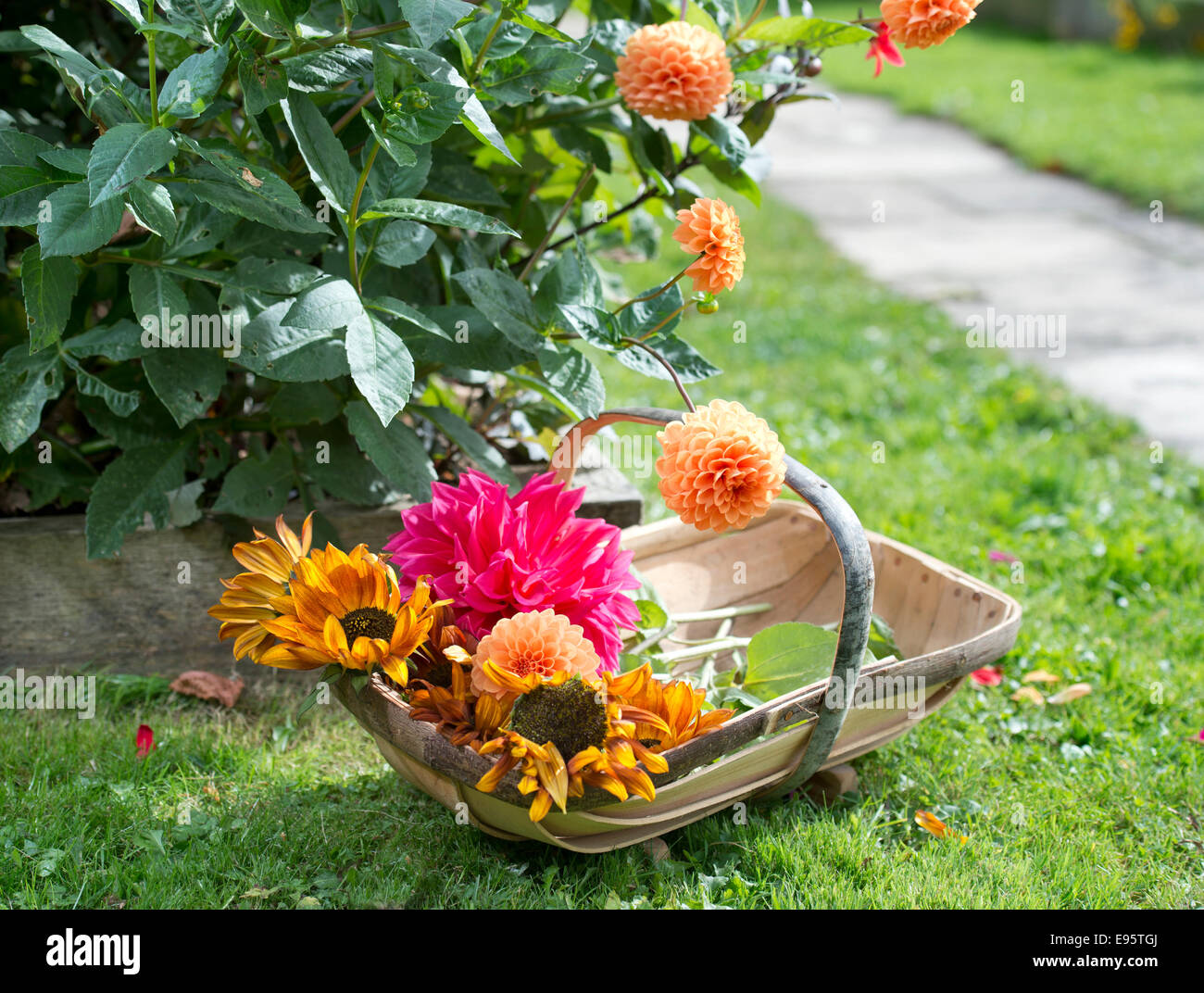 L'automne fleurs De dahlias, priincipally Dahlia 'Sylvia' (orange) et "Con Amore" (rouge) avec le tournesol tournant UK Banque D'Images