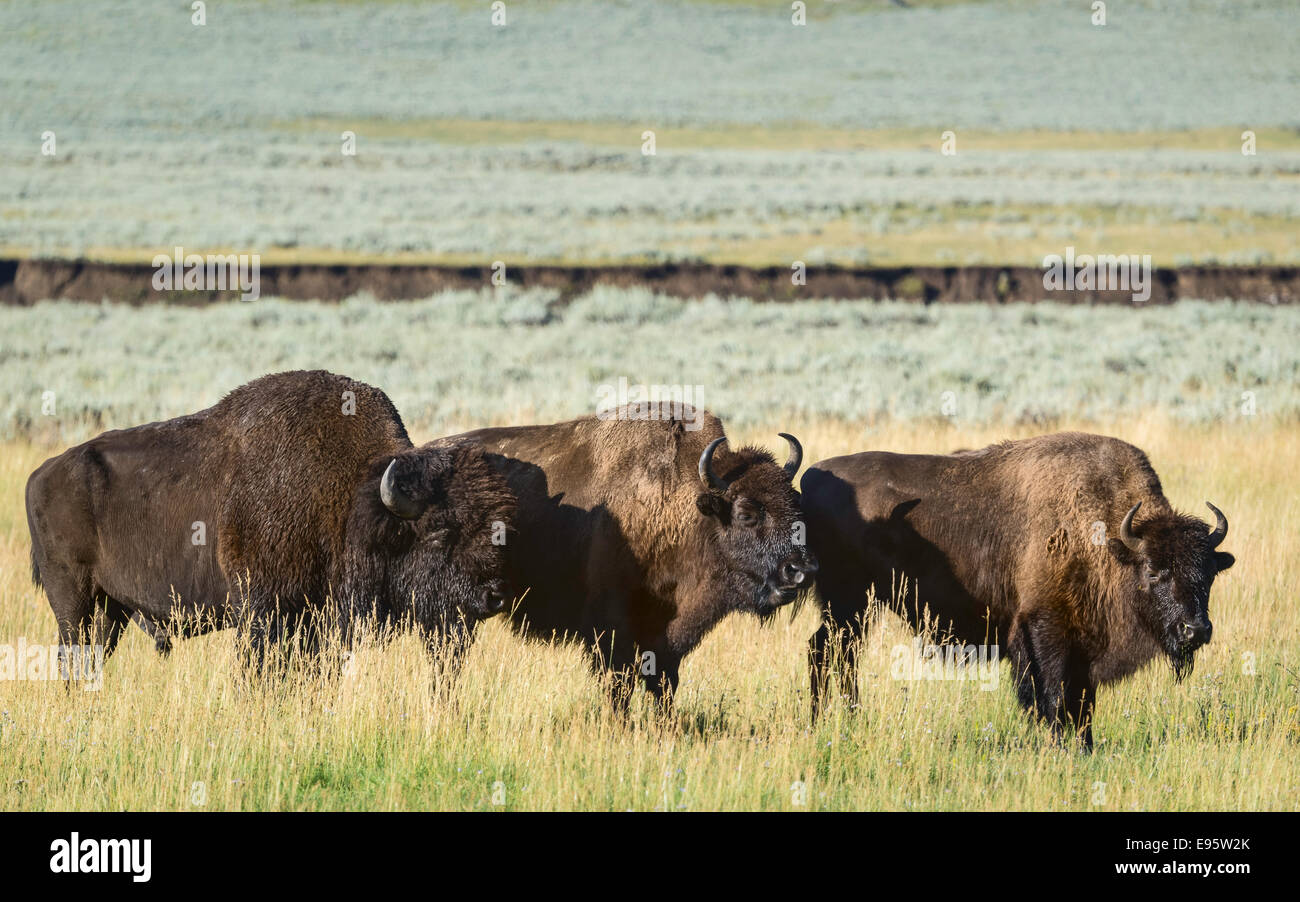 Le pâturage des bisons dans les plaines du parc national de Yellowstone sur un lumineux matin ensoleillé entouré de forêts près de Cooke City, Montana, USA Banque D'Images