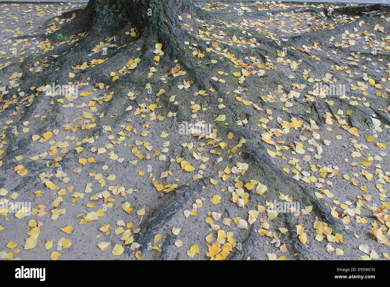 Arbre généalogique mis à la terre profonde avec de belles racines solides couvrant de feuilles gouttes jaune Banque D'Images