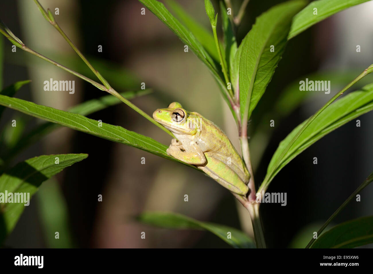 Vue latérale de la grenouille d'arbre cubaine envahissante (Osteopilus septentrionalis) reposant sur la feuille de pétunia mexicaine en Floride, États-Unis. Banque D'Images