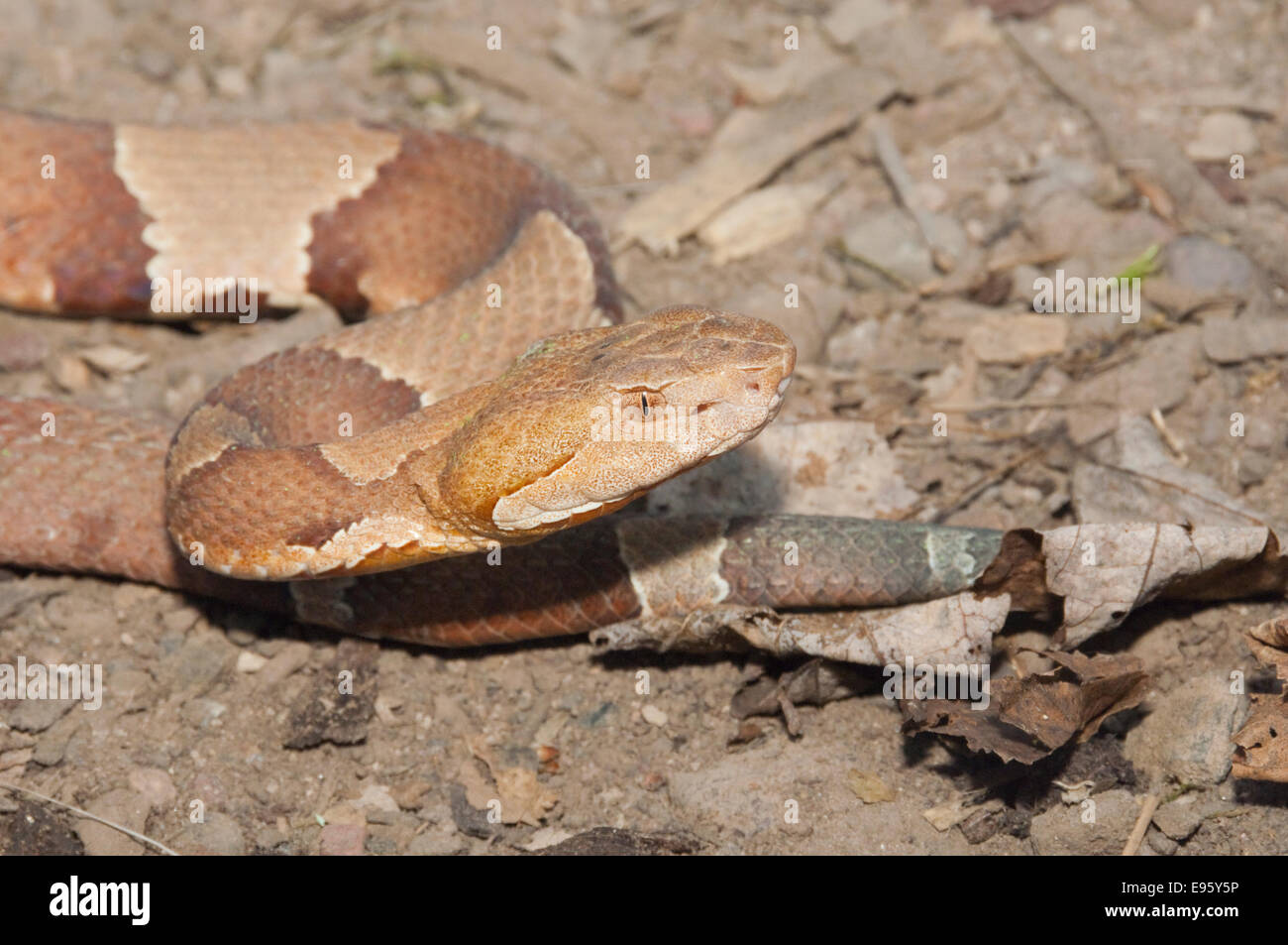 Agkistrodon contortrix copperhead à fourchettes élargies, laticinctus, originaire du sud de l'United States Banque D'Images Agkistrodon contortrix copperhead à fourchettes élargies, laticinctus, originaire du sud de l'United States Banque D'Images