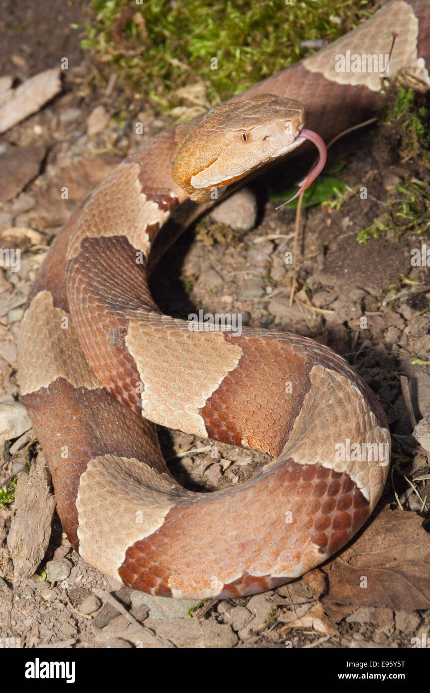 Agkistrodon contortrix copperhead à fourchettes élargies, laticinctus, originaire du sud de l'United States Banque D'Images Agkistrodon contortrix copperhead à fourchettes élargies, laticinctus, originaire du sud de l'United States Banque D'Images