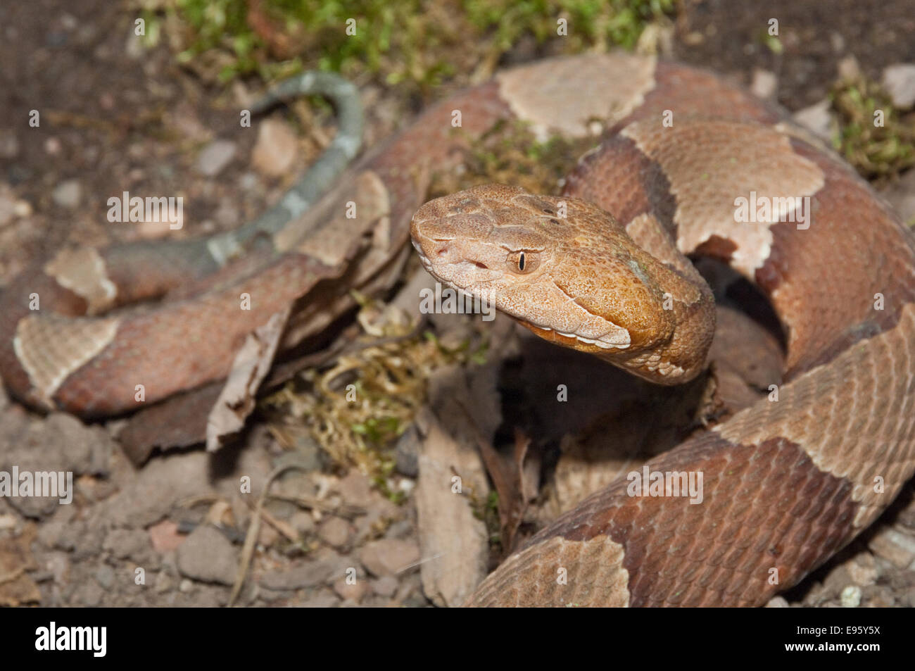 Agkistrodon contortrix copperhead à fourchettes élargies, laticinctus, originaire du sud de l'United States Banque D'Images Agkistrodon contortrix copperhead à fourchettes élargies, laticinctus, originaire du sud de l'United States Banque D'Images