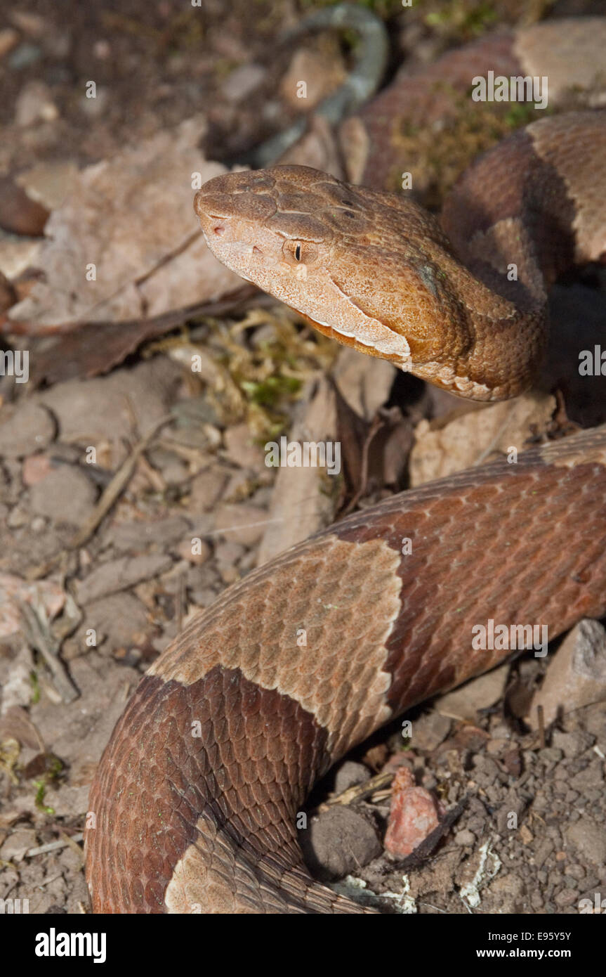 Agkistrodon contortrix copperhead à fourchettes élargies, laticinctus, originaire du sud de l'United States Banque D'Images Agkistrodon contortrix copperhead à fourchettes élargies, laticinctus, originaire du sud de l'United States Banque D'Images