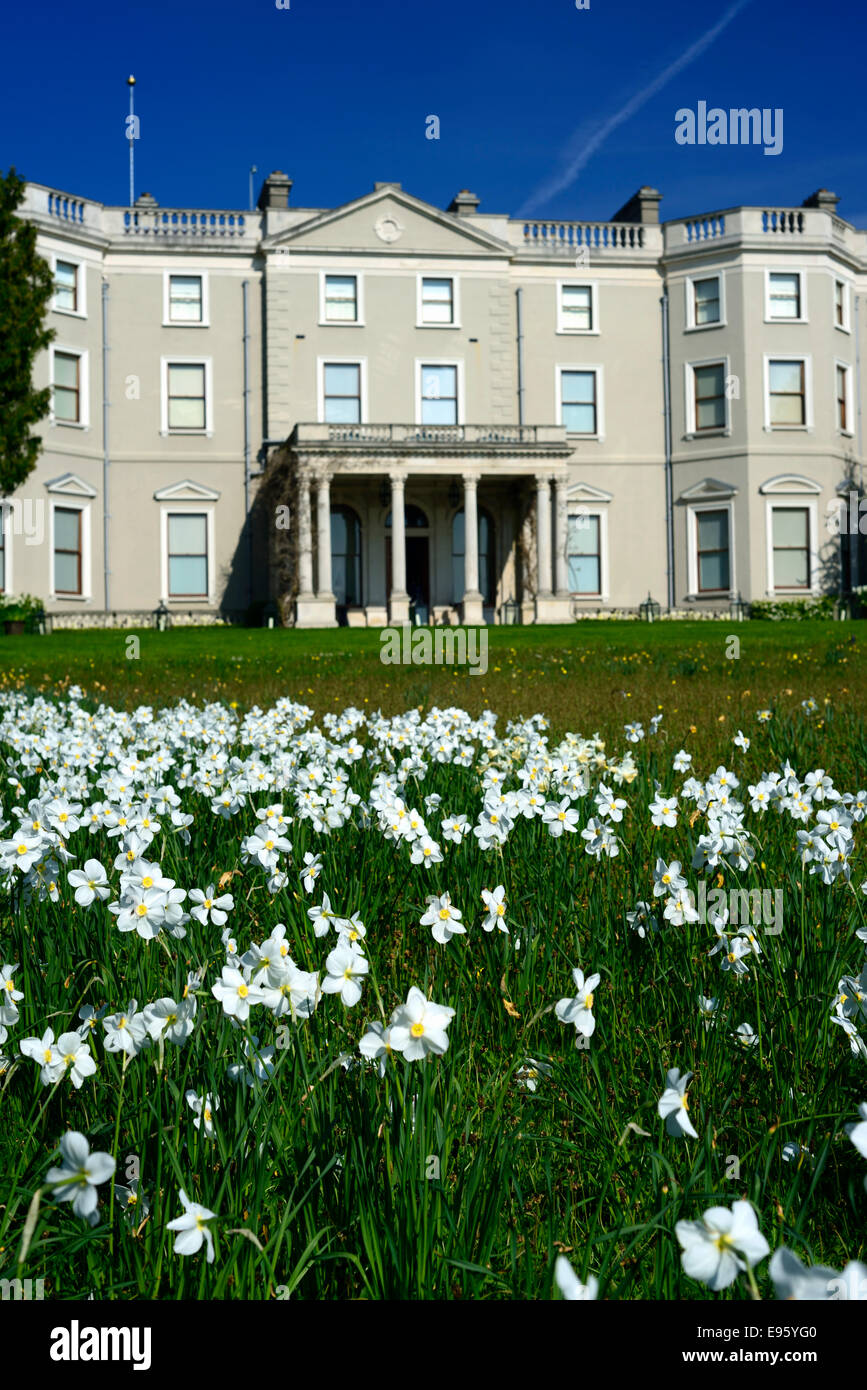 Narcisse recurvus naturaliser naturaliser farmleigh house pelouse naturalisés Phoenix park dublin fleurs de printemps floraison drift Banque D'Images