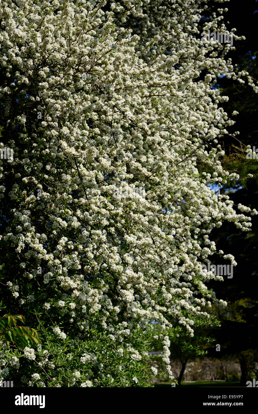 Pyrus nivalis de poires d'arbres fruitiers en fleurs fleurs blanches fleurs portraits de plantes printemps feuillus Banque D'Images