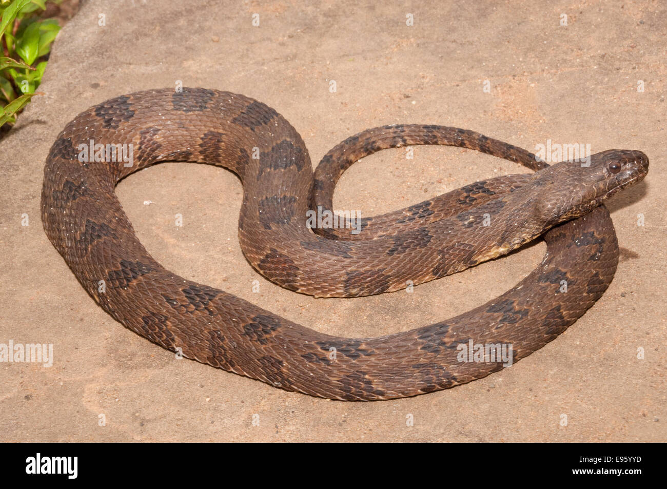 Brown, la couleuvre d'eau Nerodia taxispilota, endémique au sud-est des États-Unis Banque D'Images