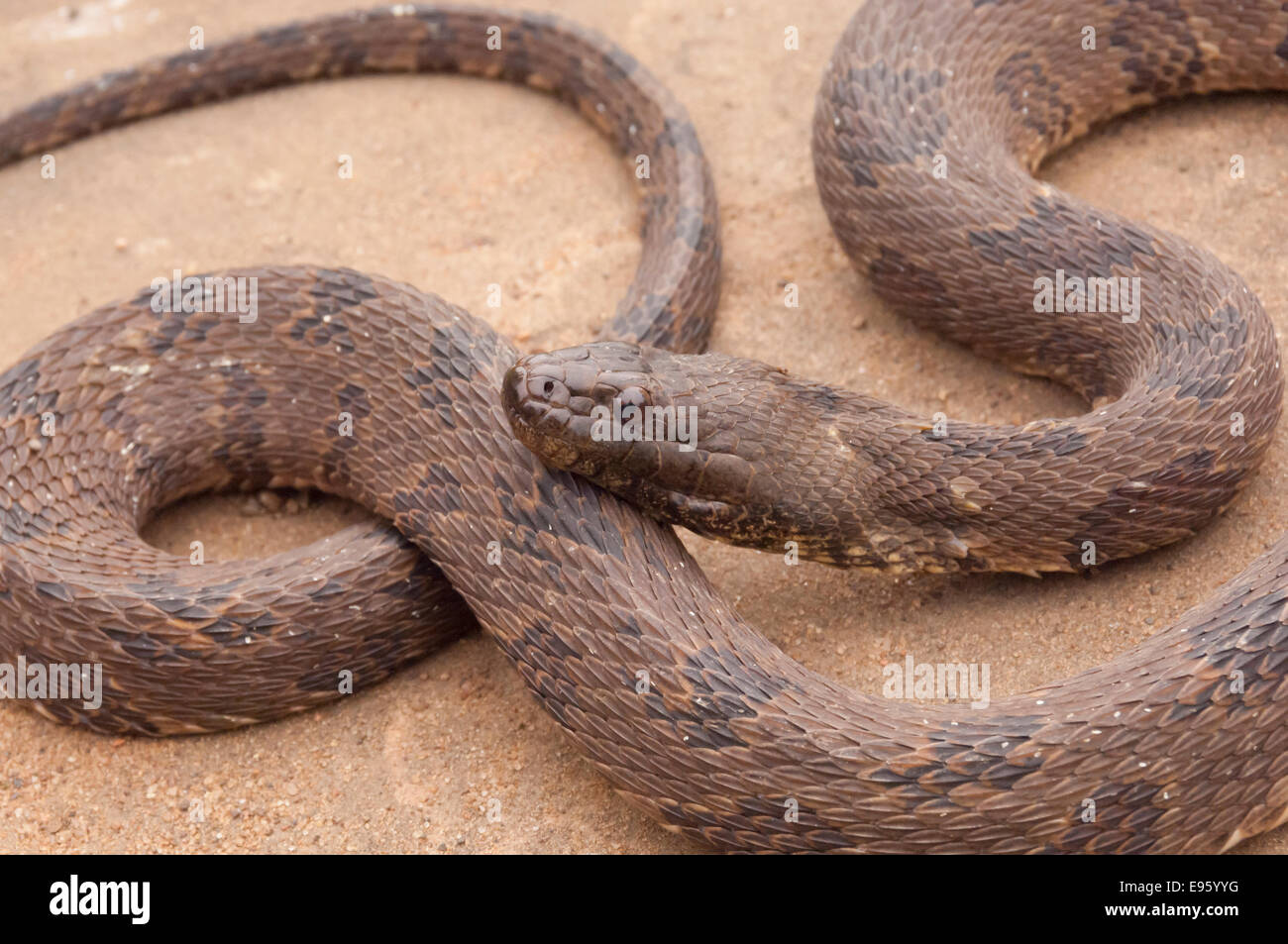 Brown, la couleuvre d'eau Nerodia taxispilota, endémique au sud-est des États-Unis Banque D'Images