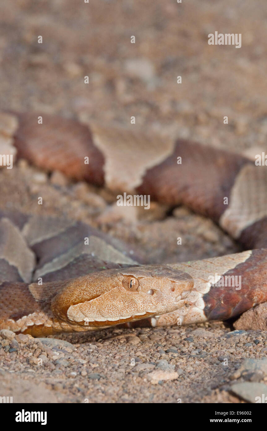 Agkistrodon contortrix copperhead à fourchettes élargies, laticinctus, originaire du sud de l'United States Banque D'Images Agkistrodon contortrix copperhead à fourchettes élargies, laticinctus, originaire du sud de l'United States Banque D'Images