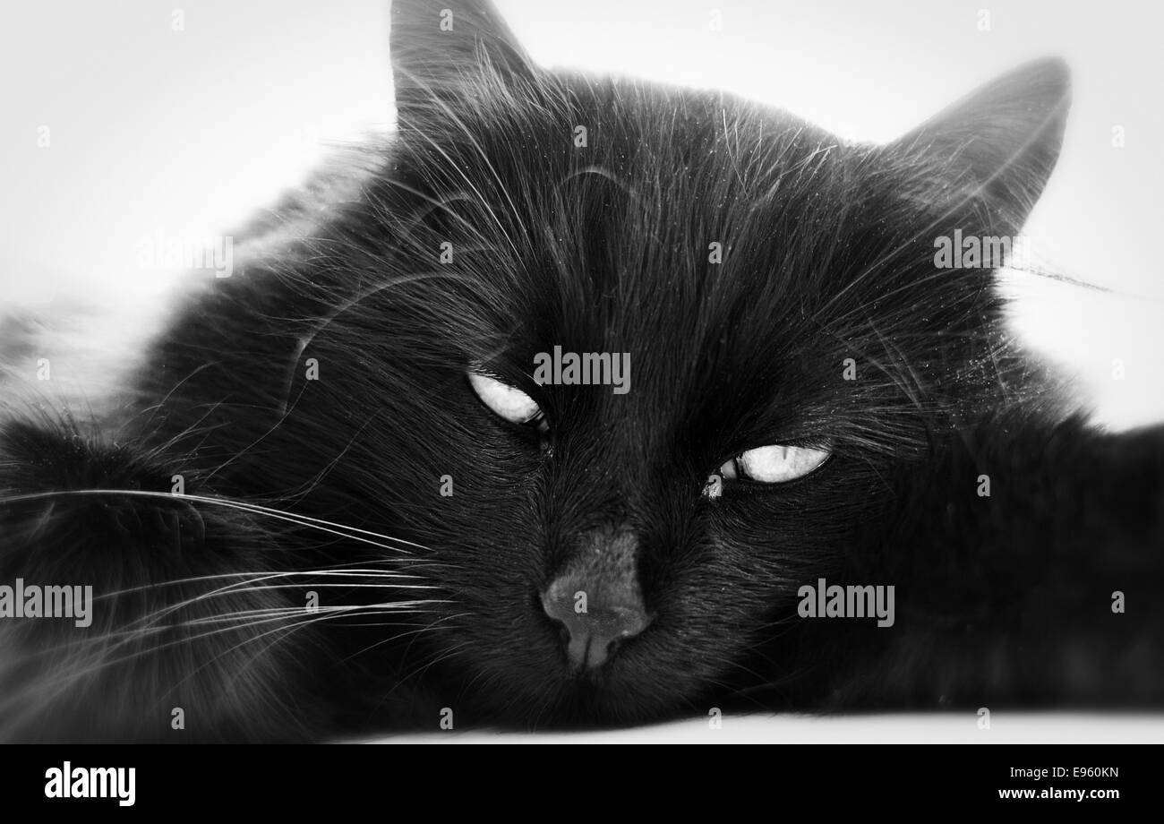 Chat noir dans la lumière de la fenêtre de repos (Felis silvestris catus) Banque D'Images Chat noir dans la lumière de la fenêtre de repos (Felis silvestris catus) Banque D'Images