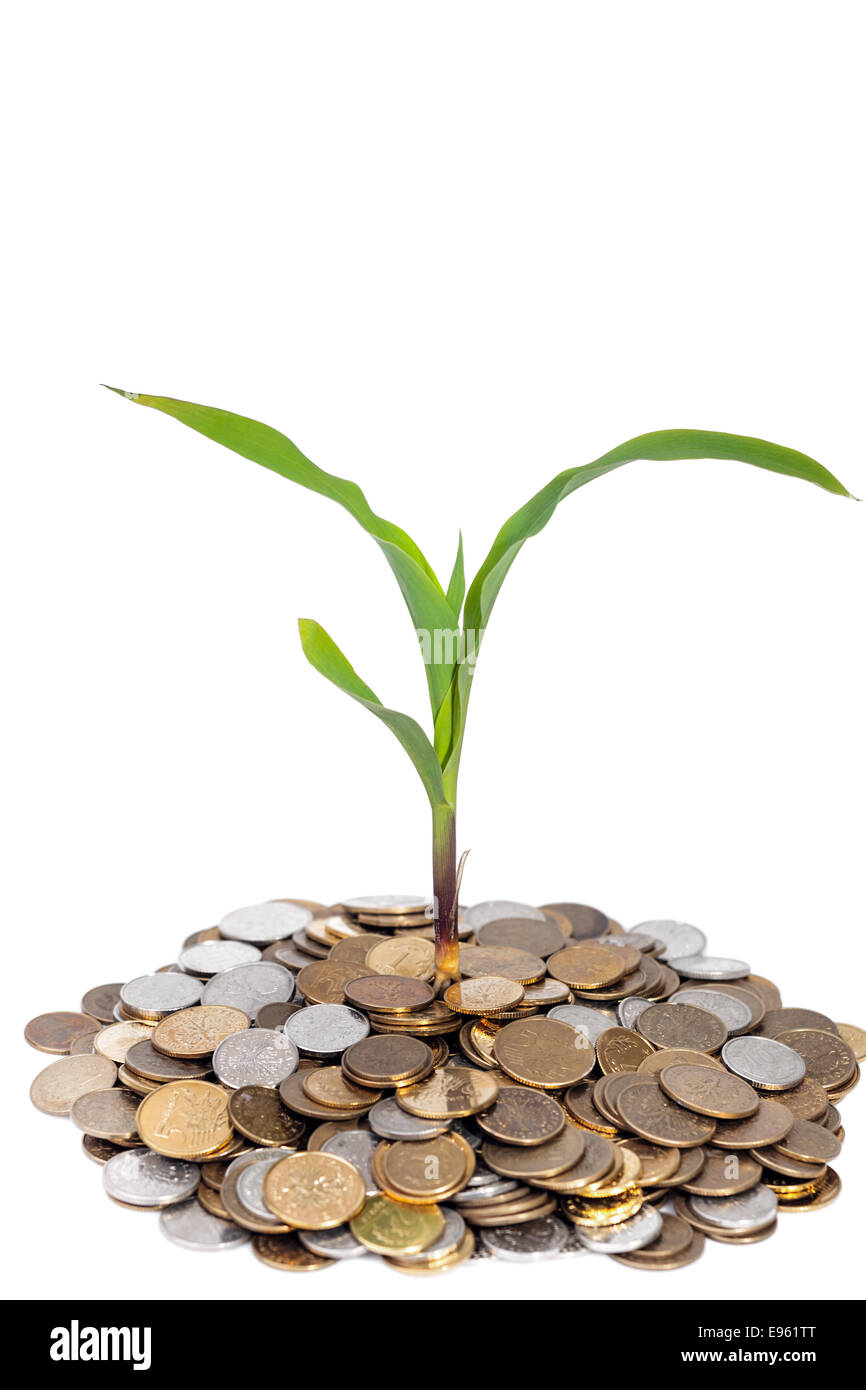 Plante verte de croître par des pièces de monnaie zloty polonais, concept de succès isolé sur