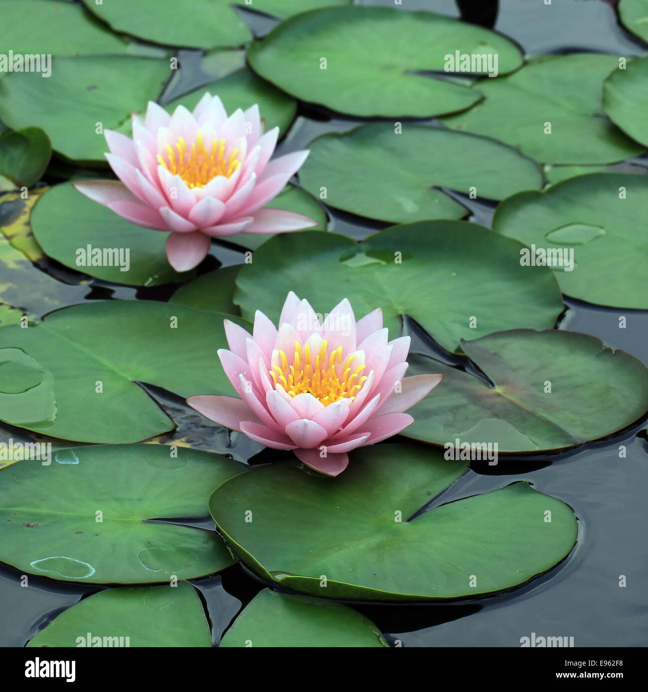 Belle fleur de lotus dans l'étang Banque D'Images