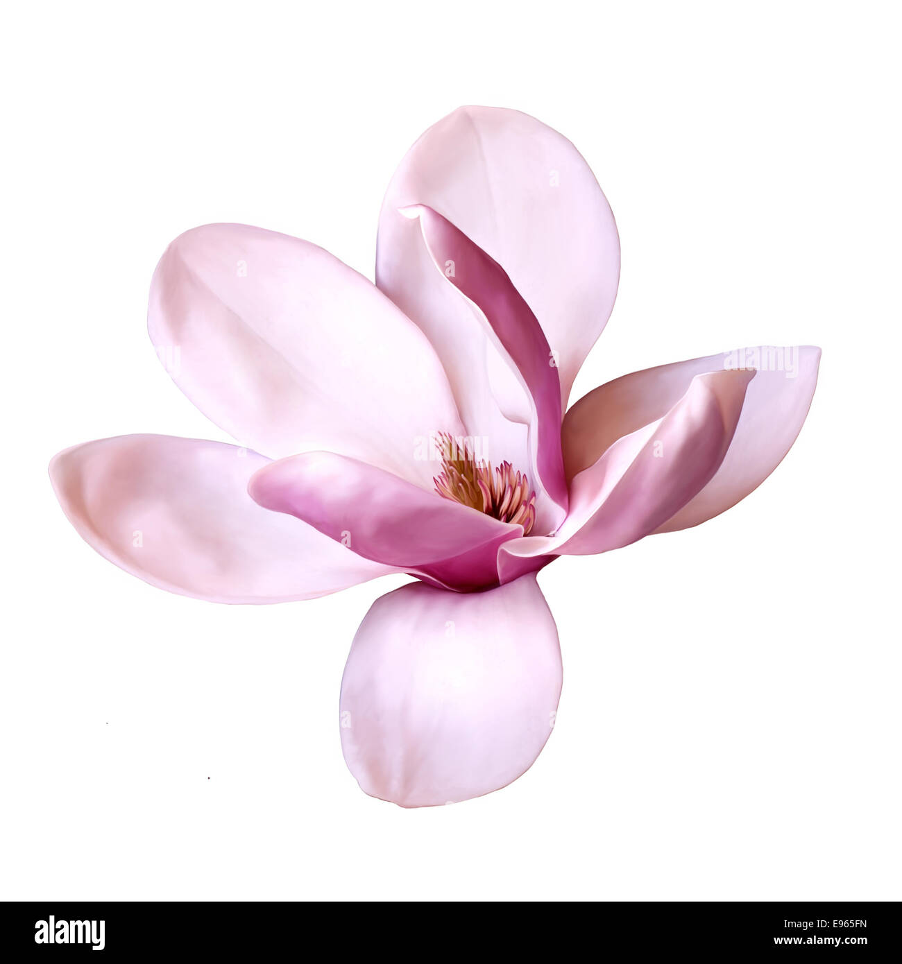 Vector Illustration d'une fleur de magnolia isolé sur fond blanc Banque D'Images