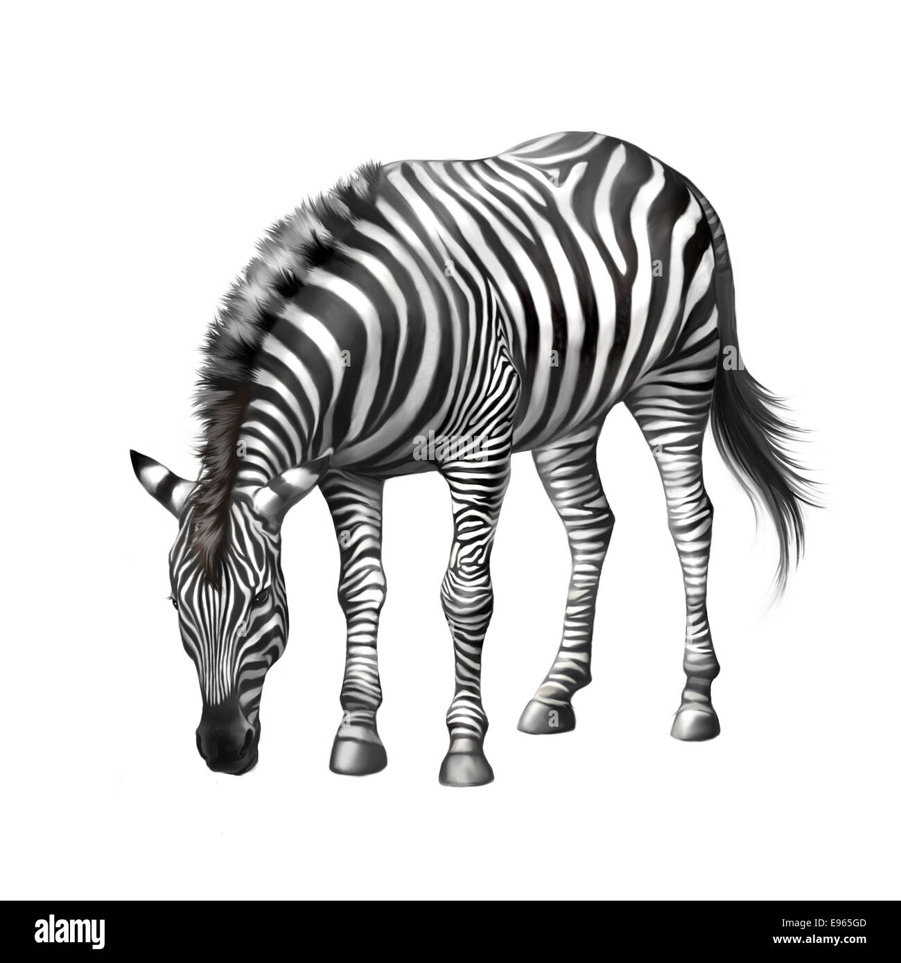 Zebra se pencha mange de l'herbe . Illustration isolé sur fond blanc Banque D'Images