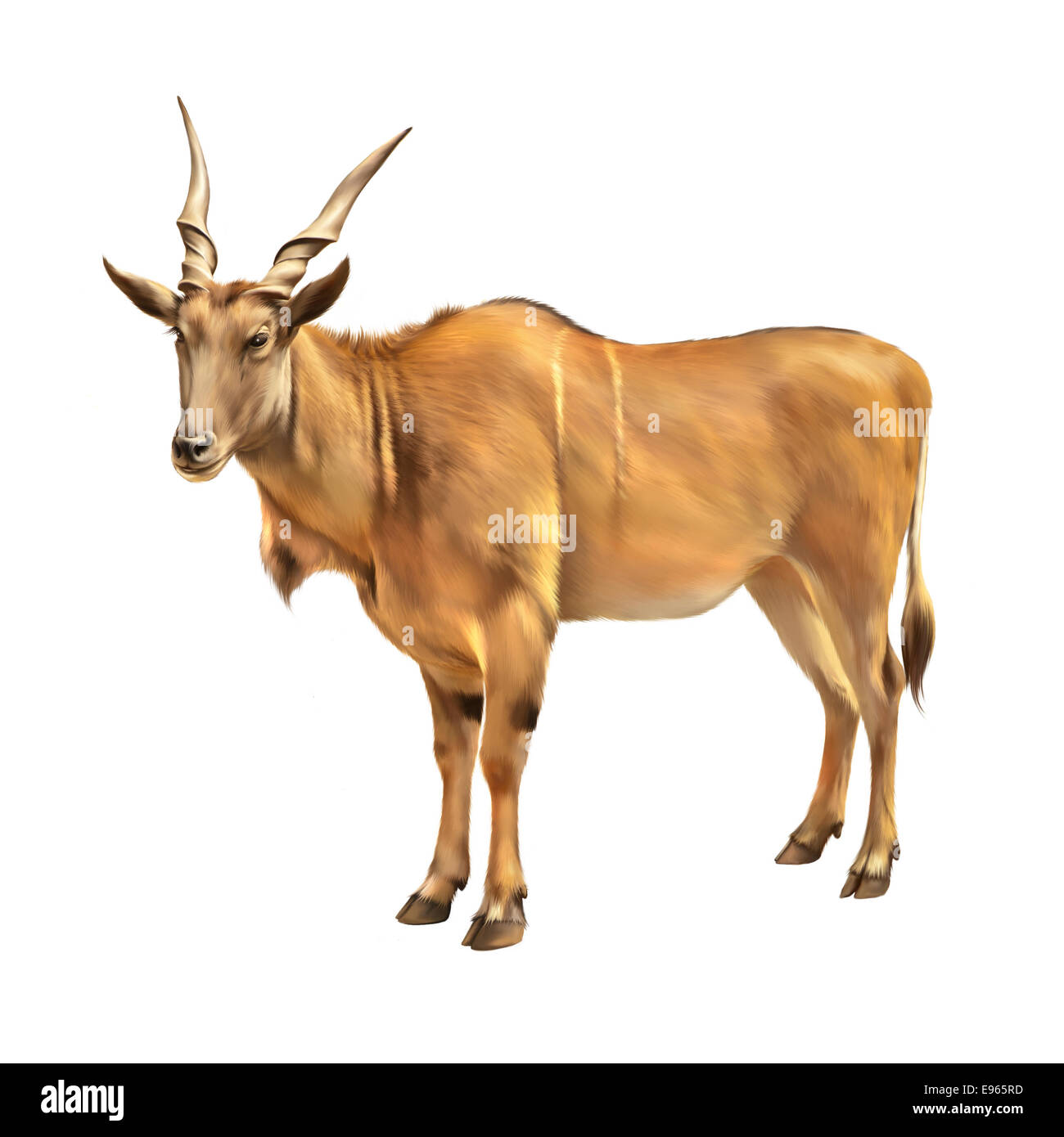 L'éland du Cap, Taurotragus oryx, antilopes, des plaines de savane est trouvé en Afrique orientale et australe Banque D'Images