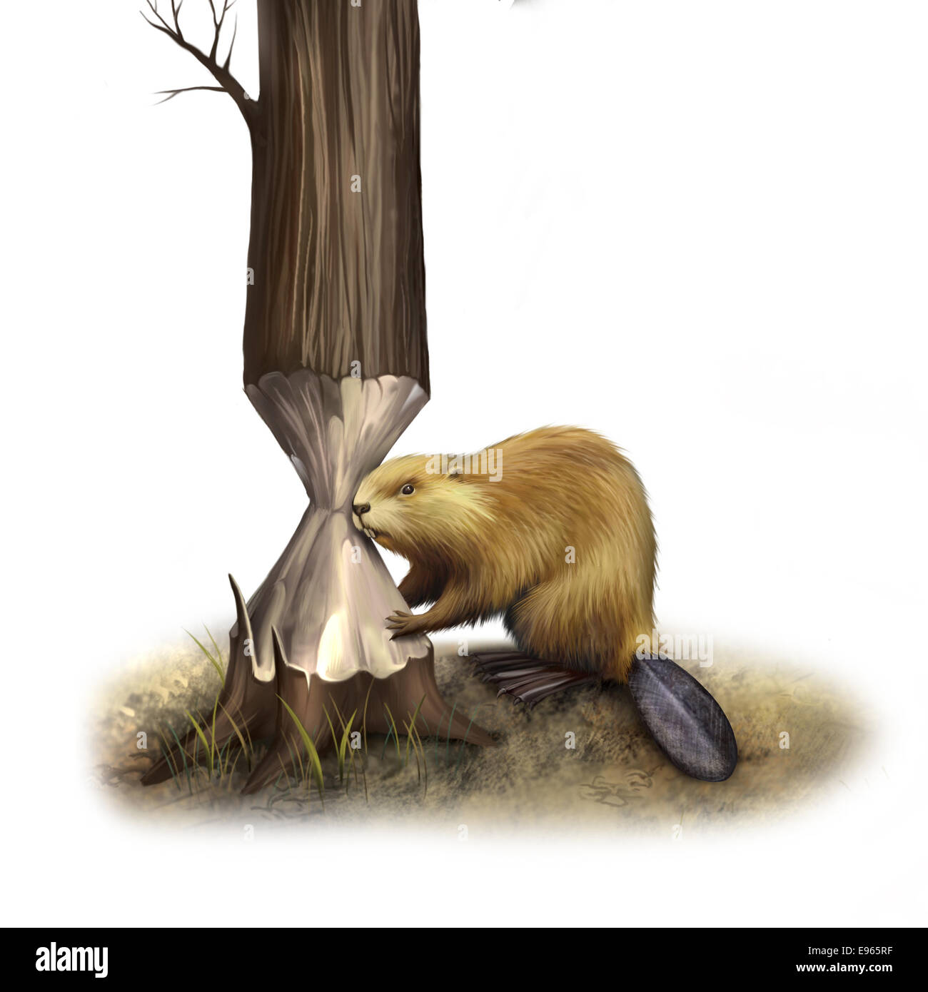 Le castor rongeant sur l'arbre. Castor du Canada, illustration isolé sur fond blanc Banque D'Images