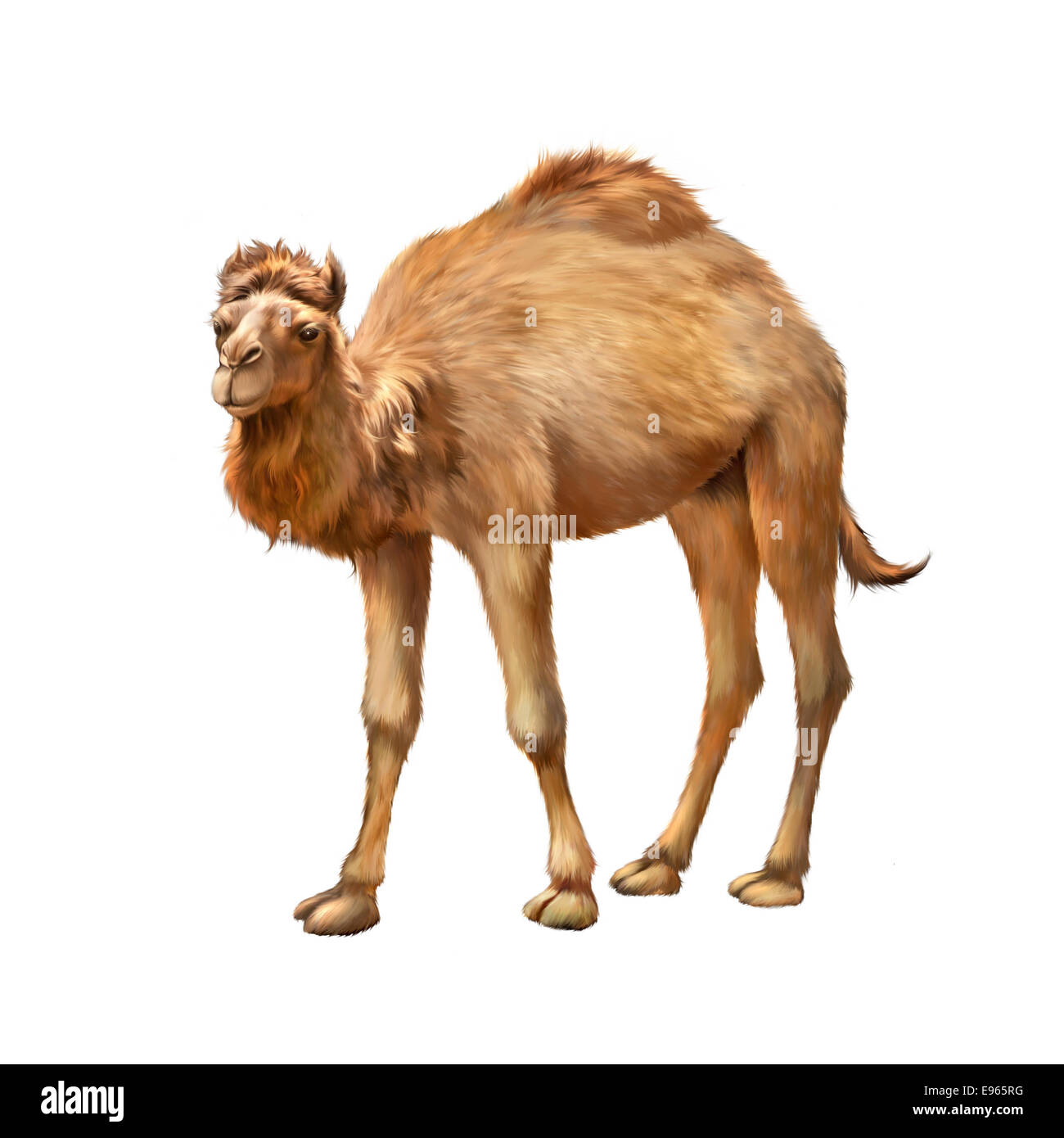 Le chameau domestique et fixant permanent reposant sur le sol , Isolated on white Banque D'Images