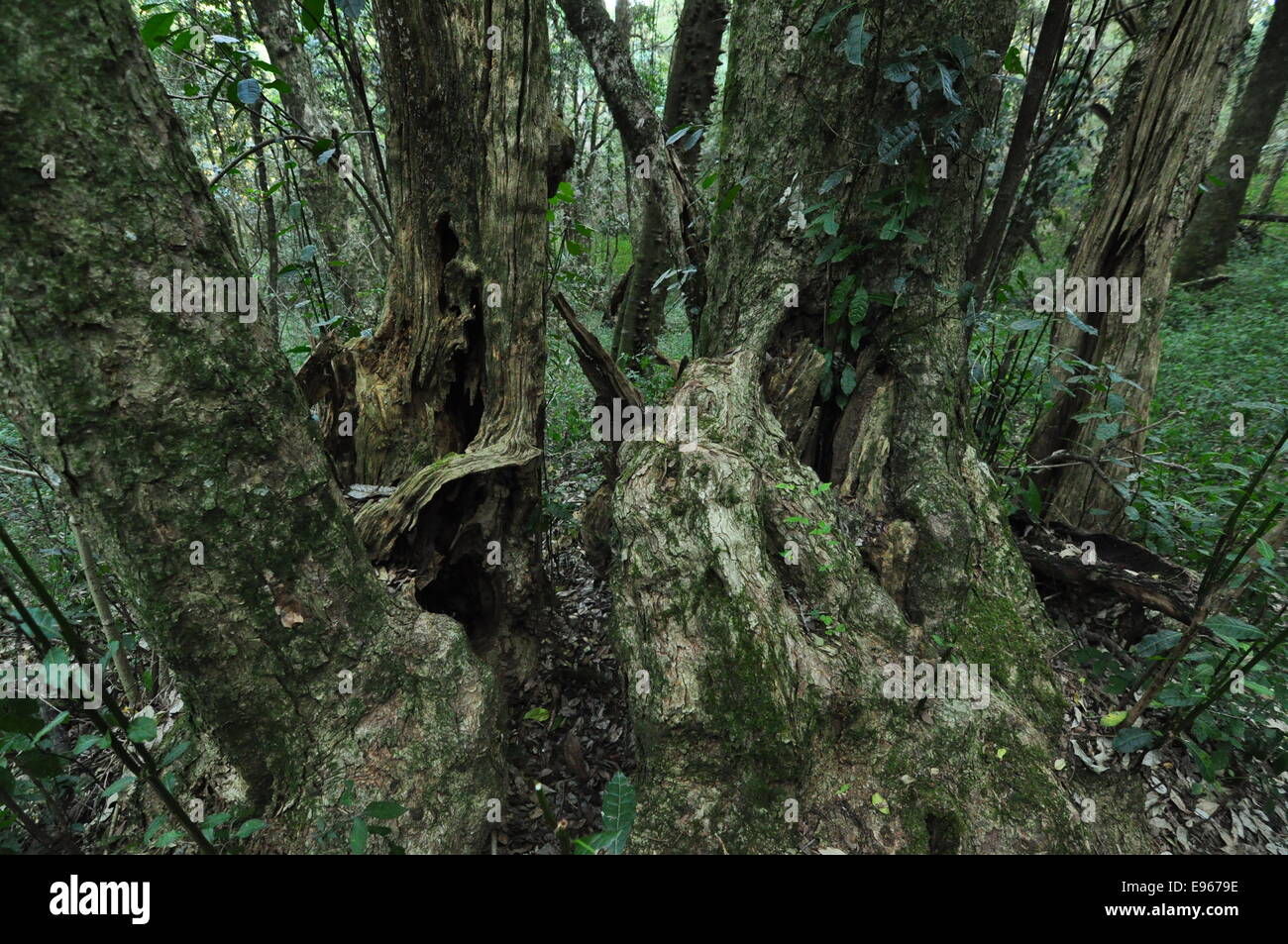 Forêt De Kelp Afrique Du Sud Bois jaune, arbres de la forêt à Hogsback, Afrique du Sud Photo Stock