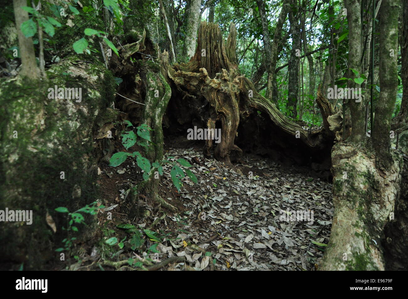 Arbres et sous-bois en forêt, bois jaune Hogsback, Afrique du Sud Banque D'Images