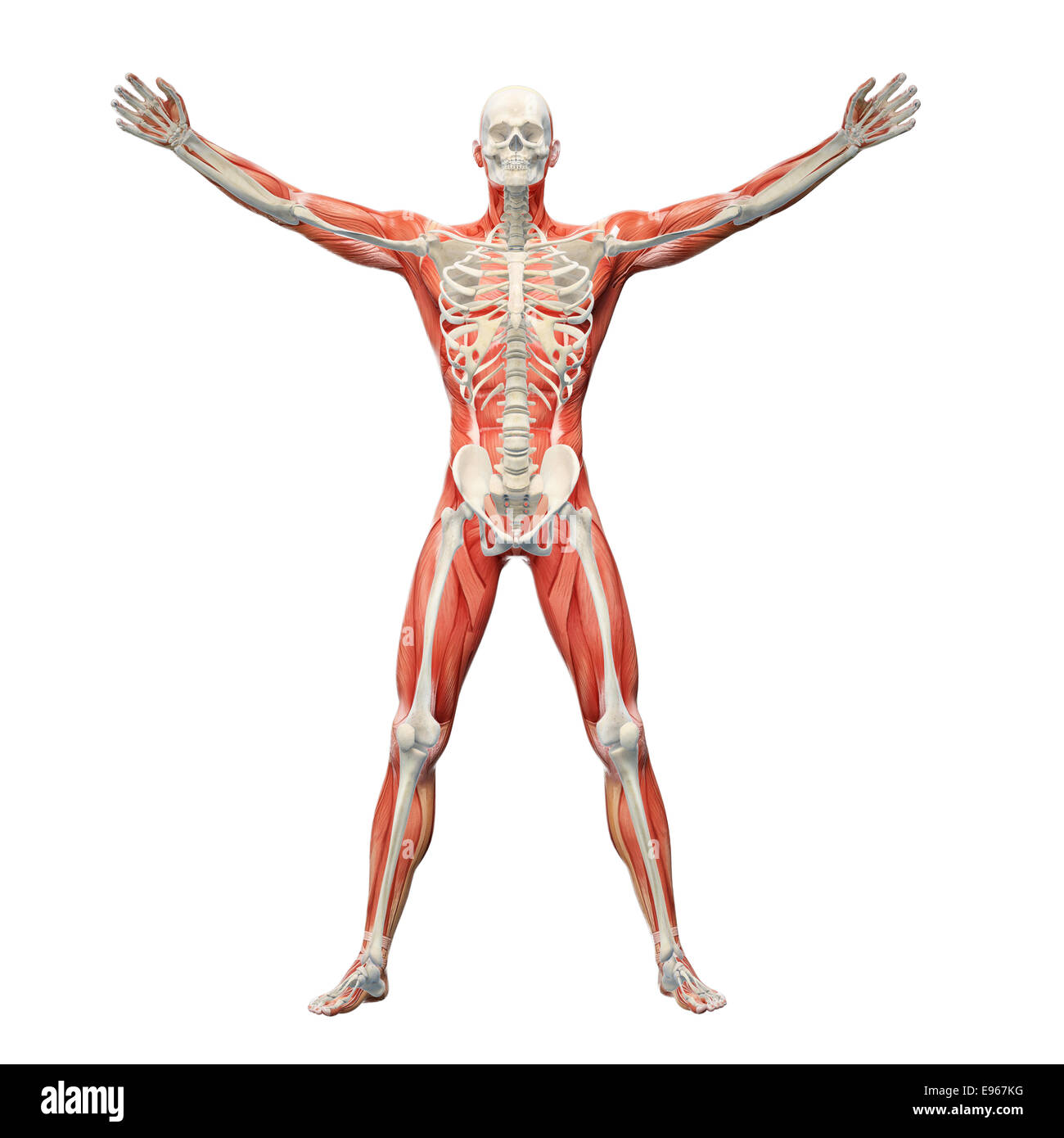 L'anatomie humaine avec les muscles et squelette visible Banque D'Images L'anatomie humaine avec les muscles et squelette visible Banque D'Images
