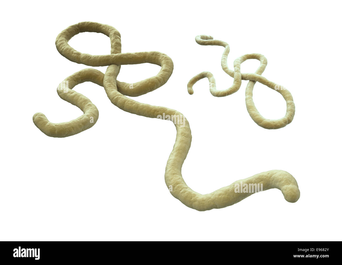 Virus Ebola modèle 3D Rendering Banque D'Images