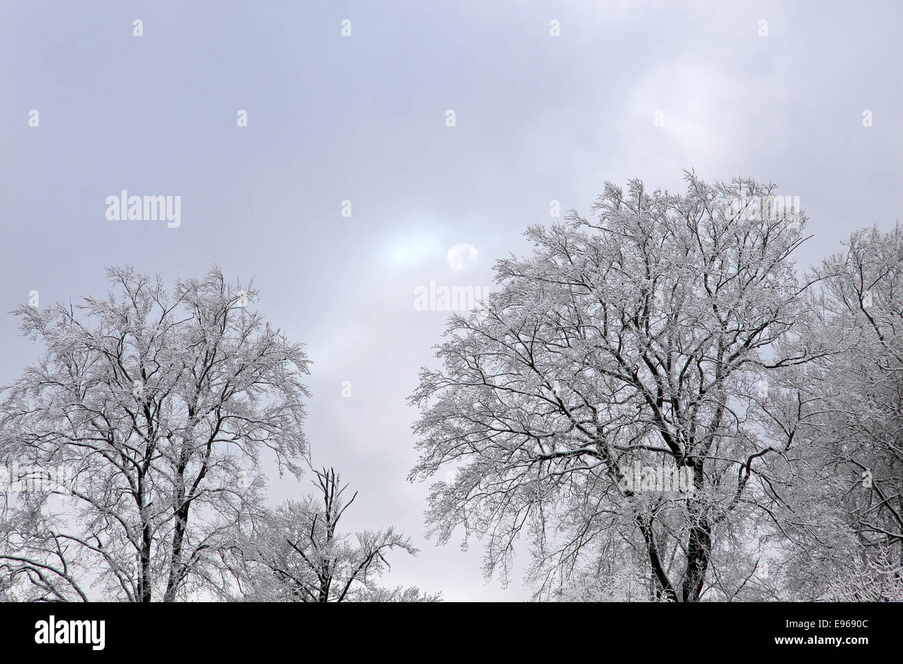 Les arbres couverts de neige à Engenhahn dans le Taunus, Hesse, Allemagne Banque D'Images