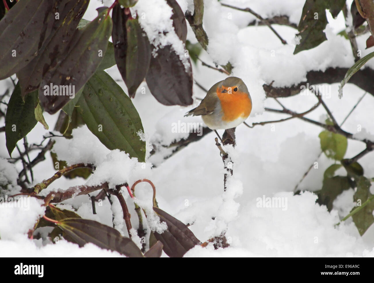 Robin dans la neige dans le jardin à l'heure d'hiver Banque D'Images