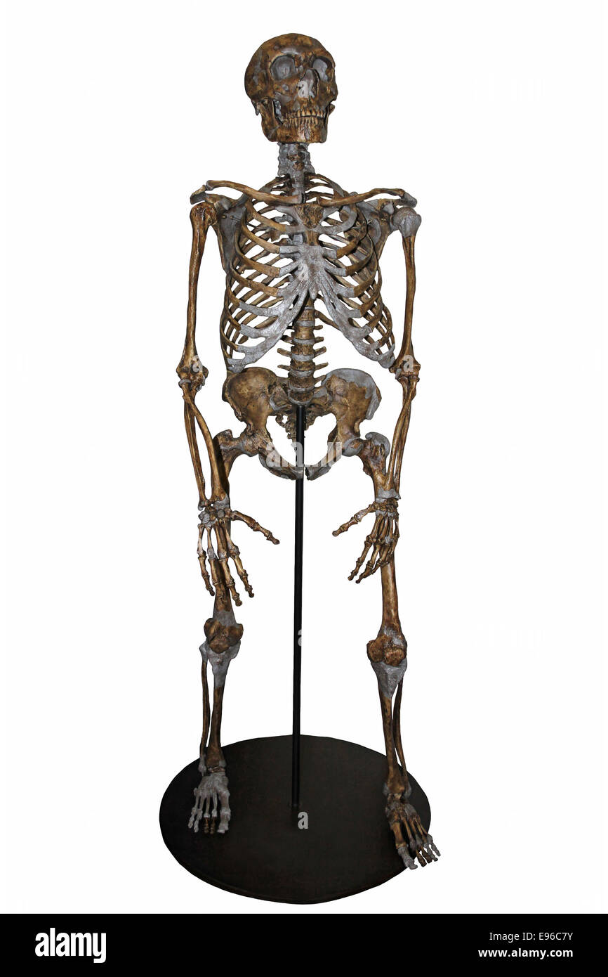 Squelette de Neandertal Banque D'Images