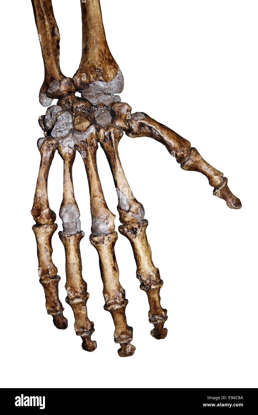Les os de la main, l'homme de Néandertal Banque D'Images