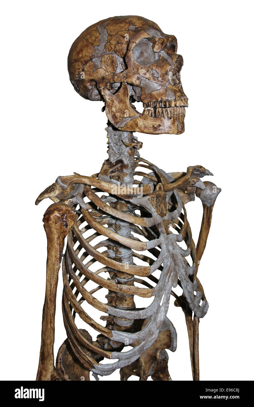 Squelette de Neandertal Banque D'Images