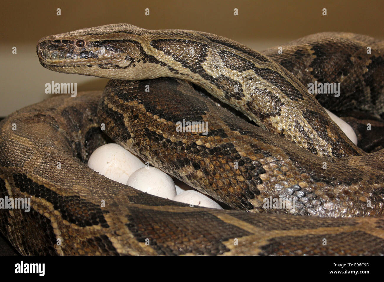 Modèle d'un python birman garde ses oeufs Banque D'Images