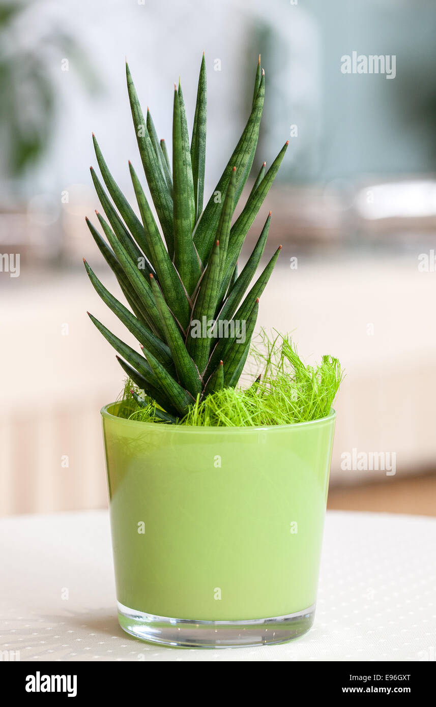 Petite plante dans un pot de fleurs vert clair Banque D'Images