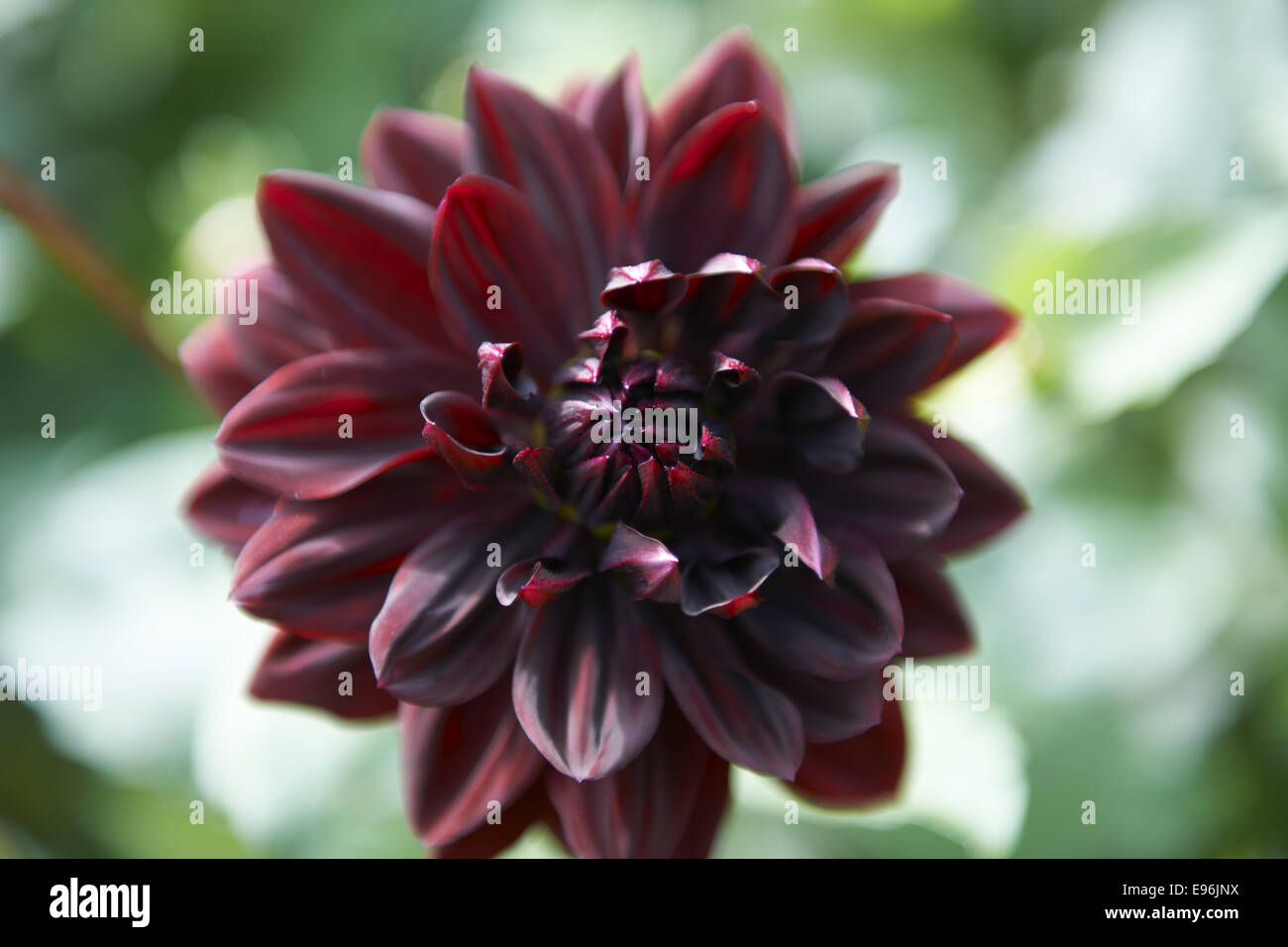 Le dahlia noir Banque de photographies et d’images à haute résolution ...