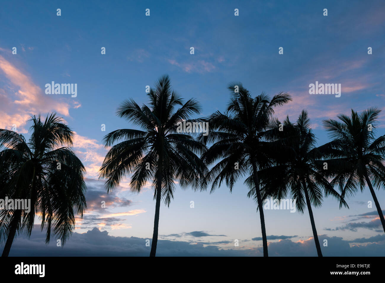 Palmiers au coucher du soleil à Port Douglas Banque D'Images