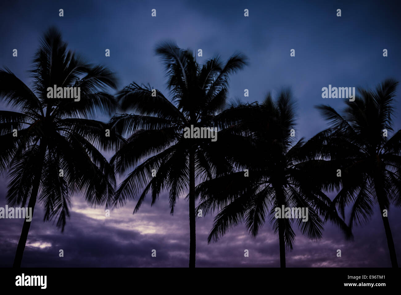 Palmiers au coucher du soleil à Port Douglas Banque D'Images