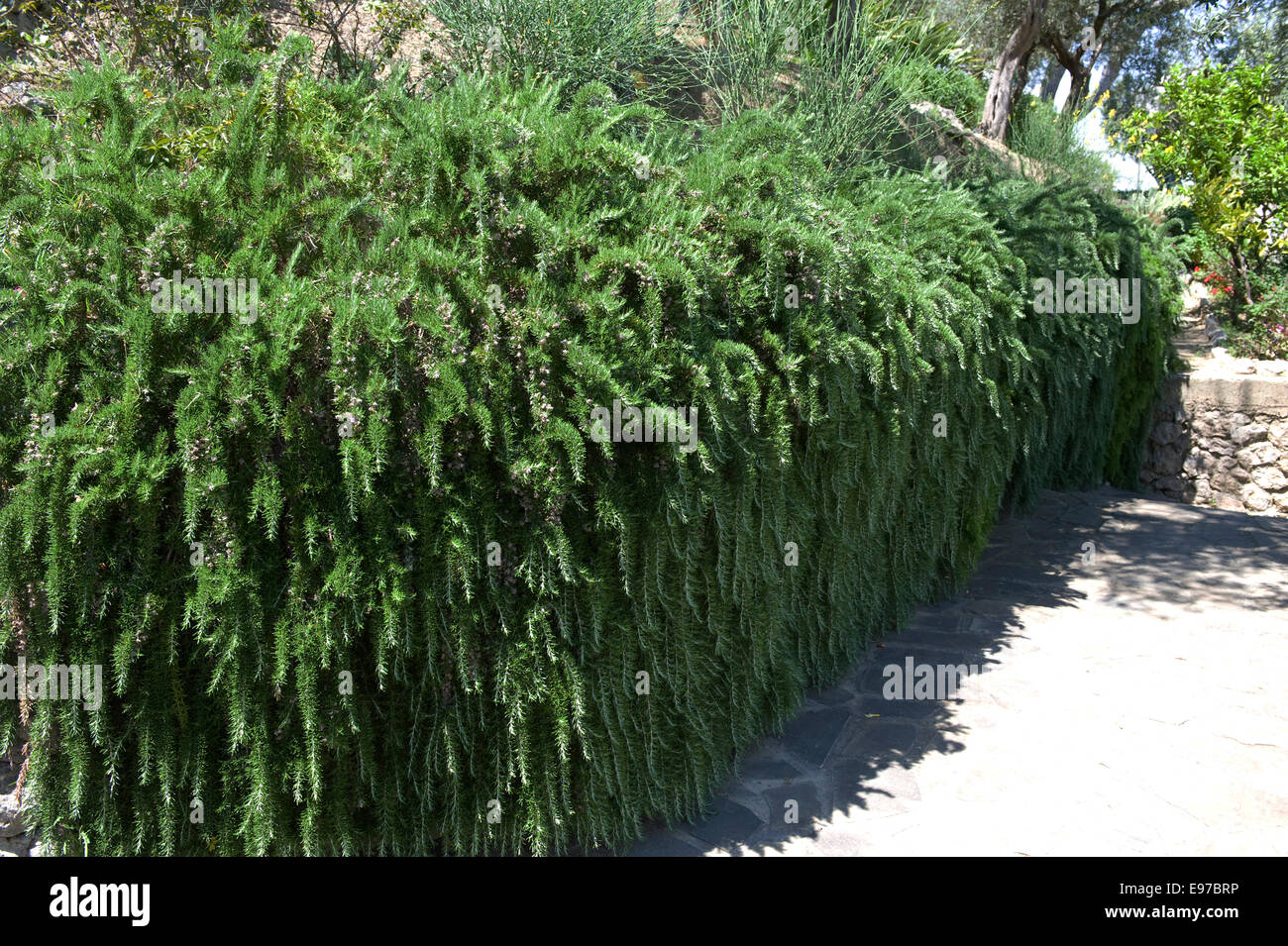 En retrait, de romarin Rosmarinus officinalis Prostratus, herbe dans un jardin méditerranéen sur la baie de Naples près de Sorrento Banque D'Images