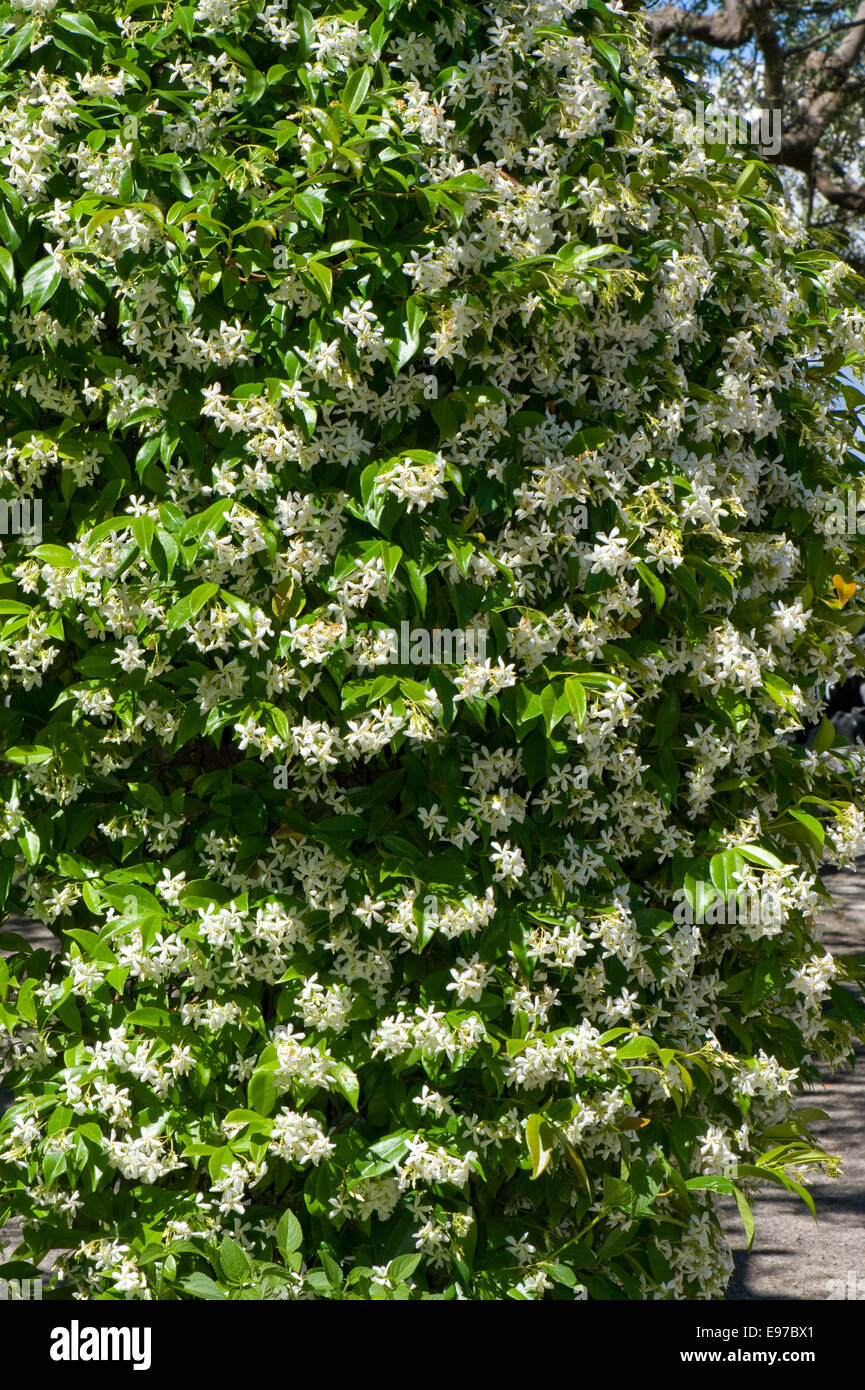 La floraison du jasmin, Jasminum officinale, dans un jardin méditerranéen sur la baie de Naples près de Sorrento en mai Banque D'Images