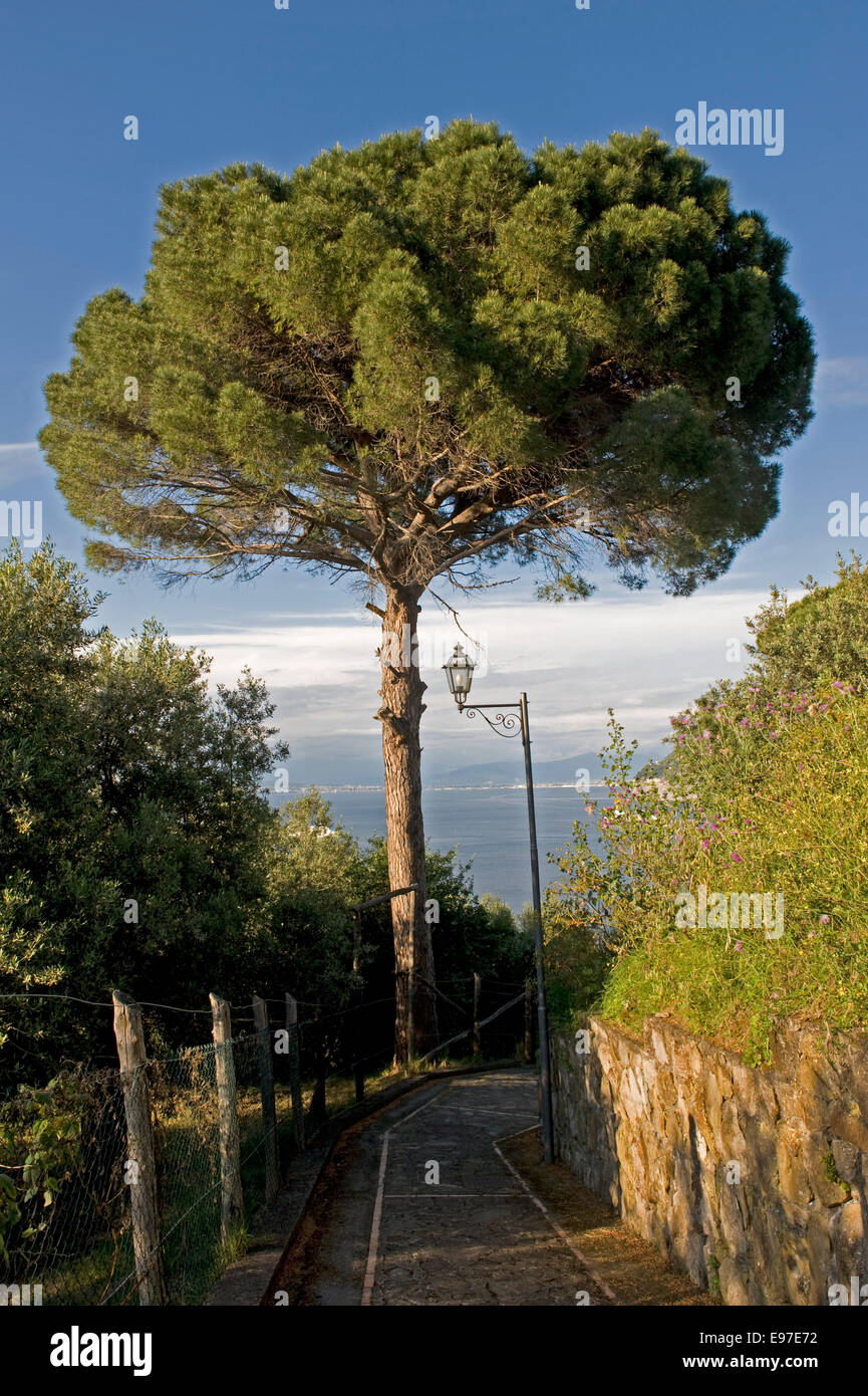 Pierre italiens de parapluie ou de pin, Pinus pinea près de Sorrento, Italie Banque D'Images