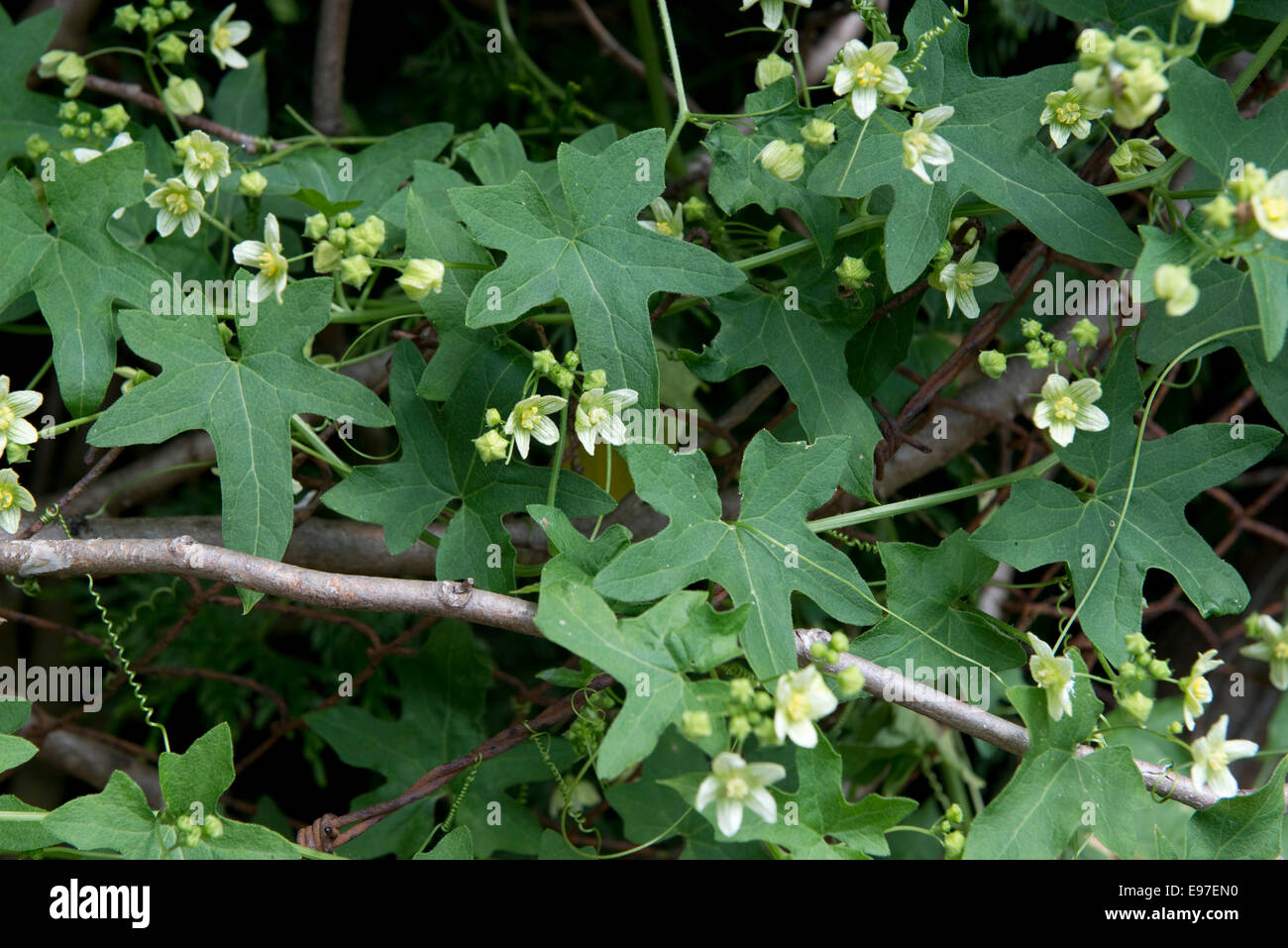 Bryone blanche ou rouge, Bryonia dioica, une escalade vigoureuse plante sauvage en fleur sur et vieux Leylandii hedge Banque D'Images