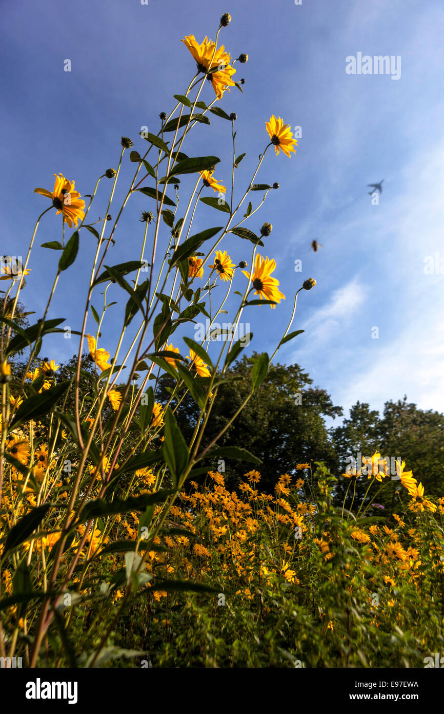 Heliopsis helianthoides var. Scabra dans un jardin Banque D'Images