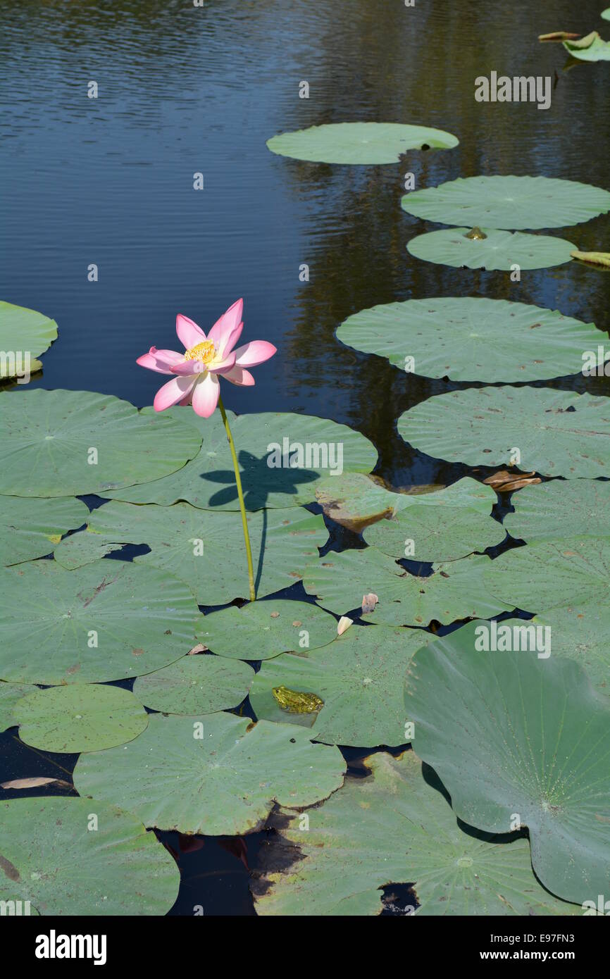 Fleur de Lotus et de feuilles avec coin de grenouilles dans l'étang Banque D'Images