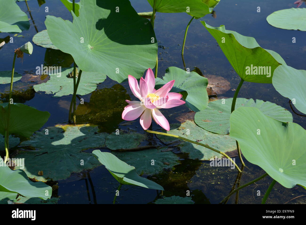 Grande fleur de lotus rose centrée contre les feuilles dans l'étang Banque D'Images