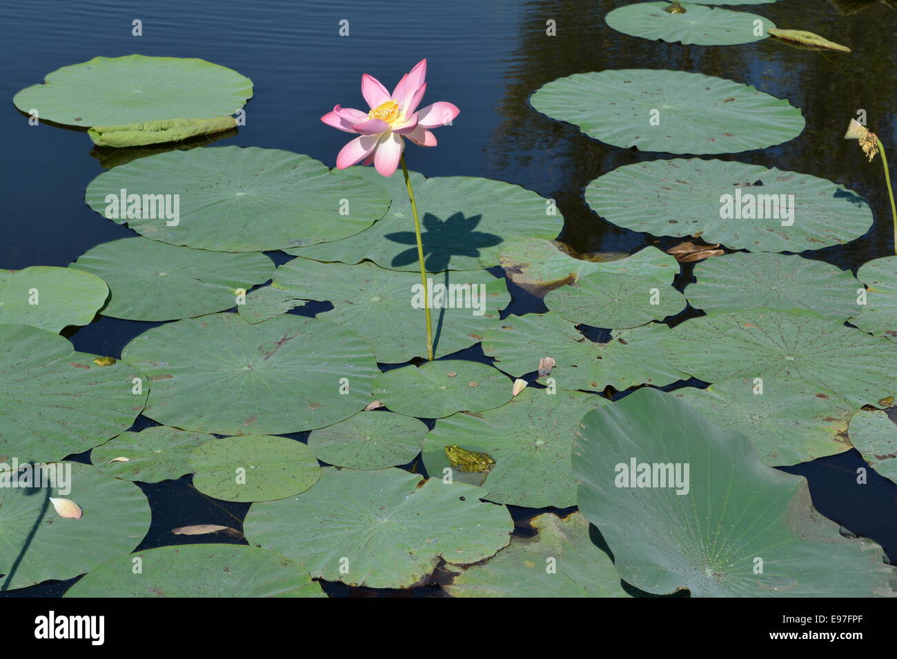 Fleur de Lotus et de feuilles avec coin de grenouilles dans l'étang Banque D'Images