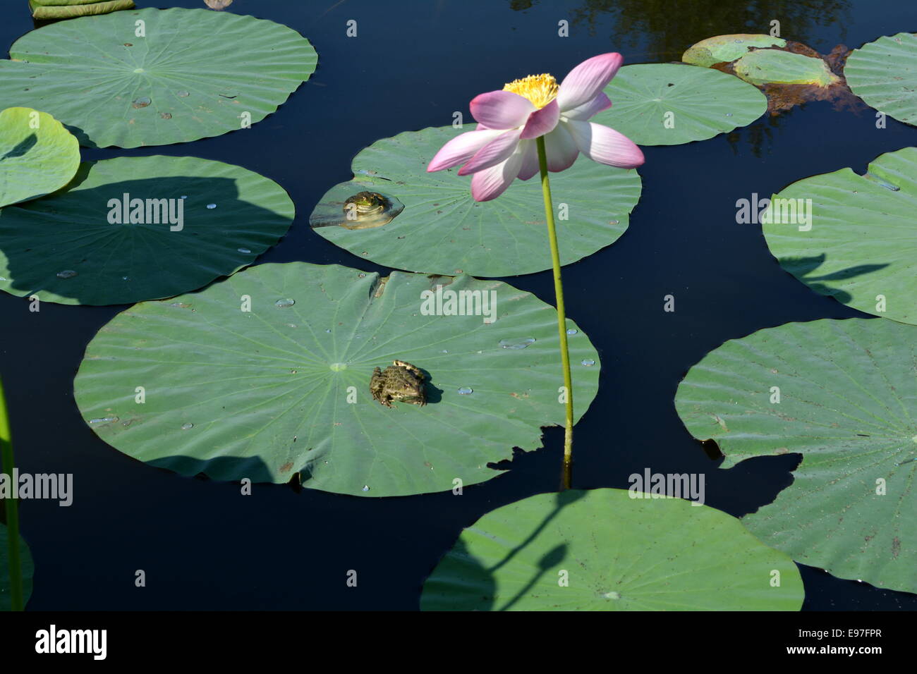 Deux grenouilles sur des feuilles de lotus et une fleur rose dans l'étang Banque D'Images