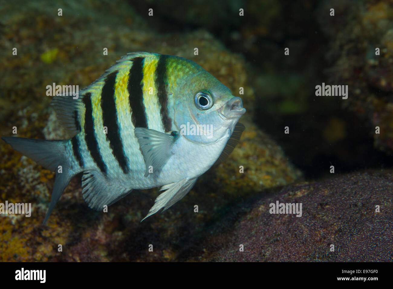 Sous l'eau, le sergent major, demoiselles, poissons, un animal, un petit groupe d'animaux, des œufs, des vertébrés marins, personne, à l'extérieur, à l'extérieur, jour, les animaux, la faune, la nature, regardant la caméra, nid, garde, l'animal, l'océan Atlantique, l'océan, l'eau salée, Flor Banque D'Images