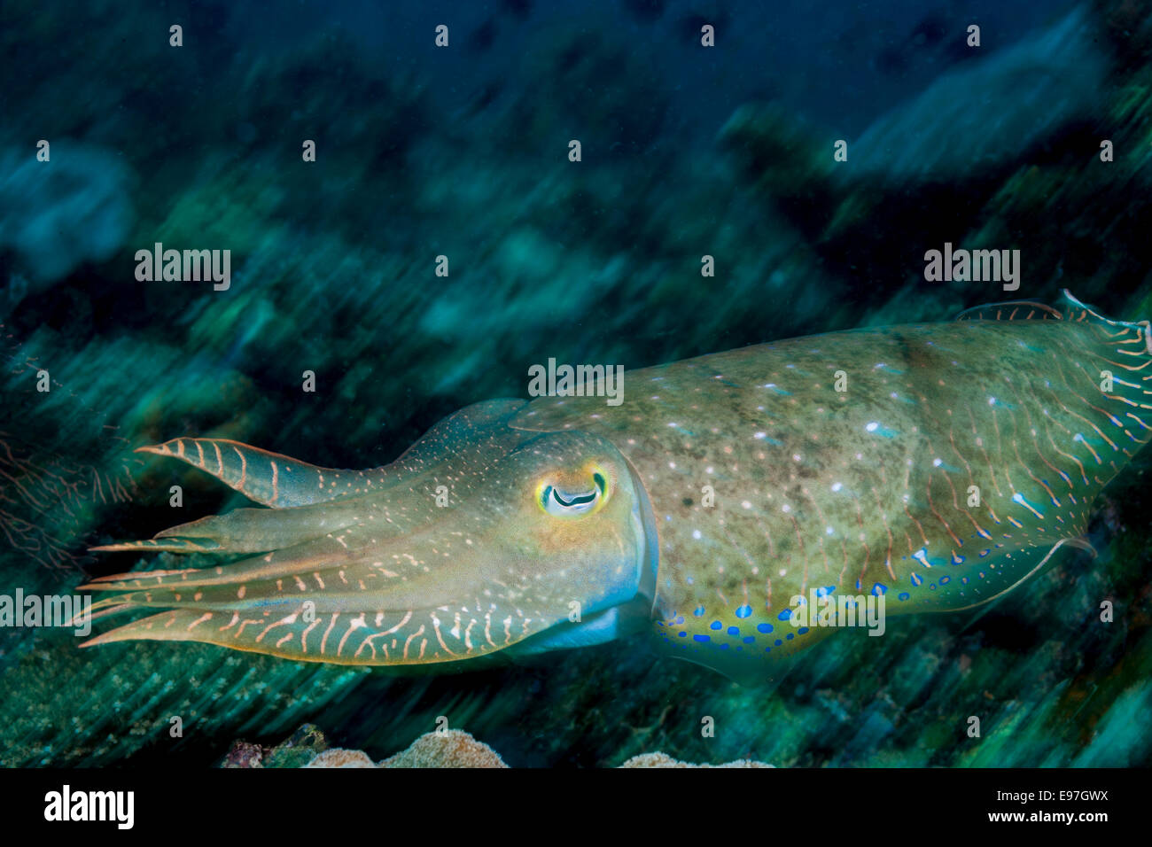 La seiche au large, au-dessus d'un récif de corail. Banque D'Images