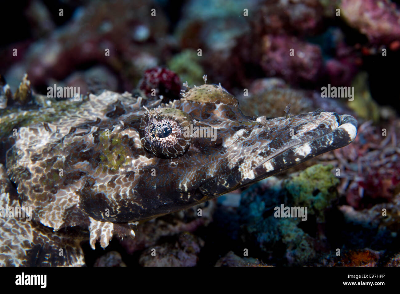 Gros plan de la tête plate et le visage d'un DeBeaufort flathead du, ou « poissons crocodiles ». Banque D'Images