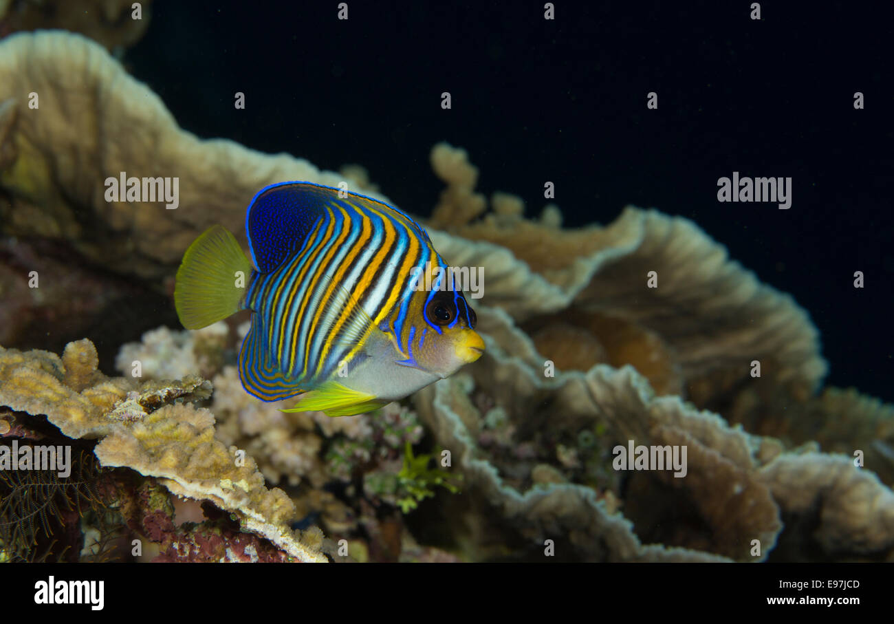 Close-up de la Gendarmerie royale de poissons-anges. Banque D'Images